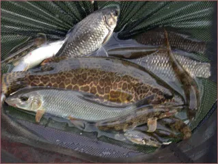 떡밥에 쏘가리도 나오고 붕어도나오고^^