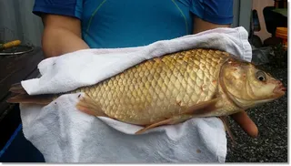 택암낚시터 7월8~9일 주말조황정보