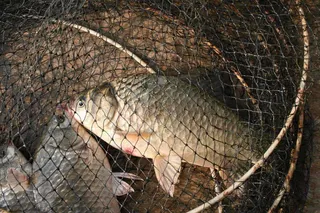 기다림속에 올린 황금붕어를 보면 피로가 확!!!