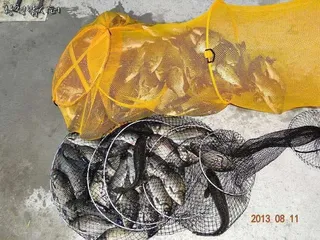 [강화도 황청낚시터] 주말조황/ 8월11일