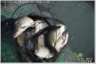 월척도나오고요~ 꾸준한 조황입니다.