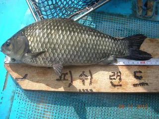 양평 피쉬랜드 붕어 방류및 이벤트 안내