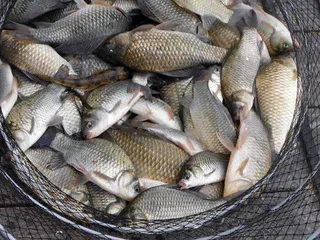 개심낚시터의 8월 2째주 모습^^