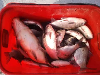 일타일피는 고스톱에서만 나오는 얘기가 아닙니다....^0^