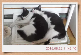 충남 아산 월선낚시터 6월 4째주 스케치