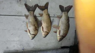 행복낚시터 조황정보입니다.