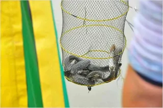 [유일낚시터]요번주도 수요일금요일토요일방류합니다,~~!