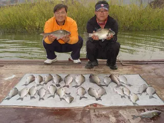 수위가 줄어들 정도로 붕어가 나옵니다...^^