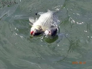 [강화도 황청낚시터] 휴가철 모습/ 쌍걸이,일타쌍피