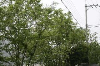 배수기를 비웃는 붕순이가....(전형적인 토종터임)