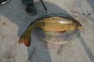 기산낚시터 4월 17일 조황정보입니다.