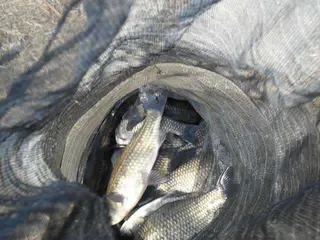 가평-은행나무낚시공원 조황(4월10일)