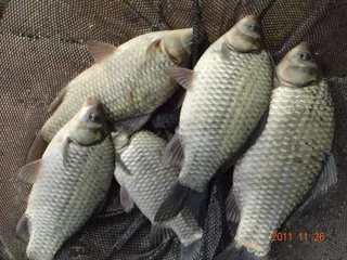 입석 낚시터11월26일 조황안내(토종댐붕어)