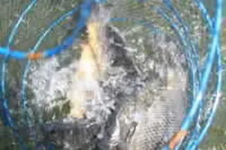 기산낚시터 5월 15일 조황정보입니다.