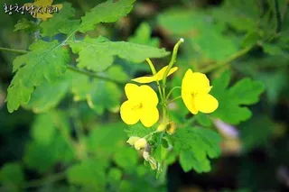 [황청낚시터]6월6일 조황체크