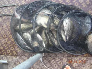 양평 피쉬랜드 조황정보