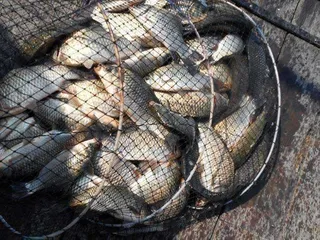 개심낚시터의 7월 마지막주 모습