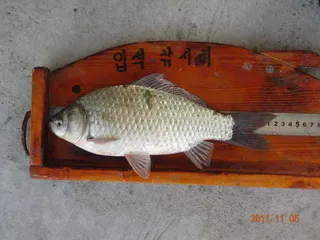 입석 낚시터11월5일 조황안내(토종댐붕어)