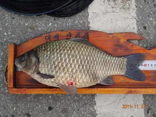 입석 낚시터11월27일 조황안내(토종댐붕어)