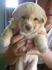 삼복 더위에.......