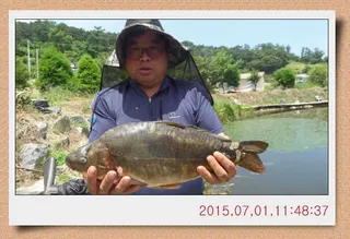 충남 아산 월선낚시터 7월 첫째주 주중스케치