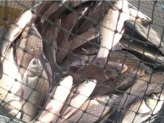 2012년 첫 물낚시 조황입니다.