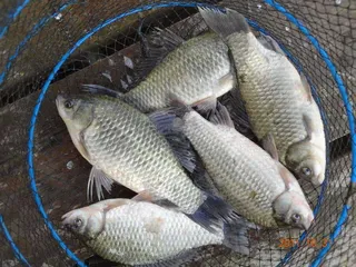 입석 낚시터10월31일 조황안내(토종댐붕어)