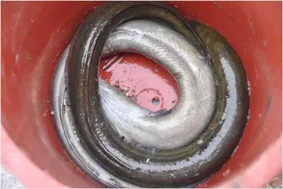 [유일낚시터] 주말에는대물장어와 메기들어갑니다,~~!