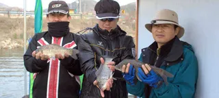 토종붕어터 예산 봉림지 한좌대에서 월척 마릿수.