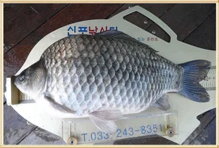 이것이 춘천호 붕어다(혹부리 대물 41.7cm)