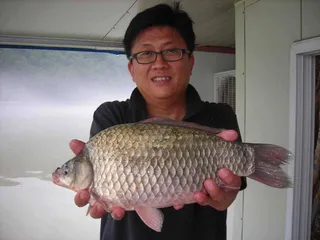 삼천낚시터 혹부리붕어출현