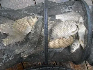 개심낚시터의 8월 첫째주 모습