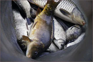 붕어 향어 잉어 삼종세트....