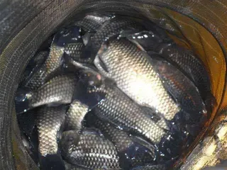 가평-은행나무낚시공원 조황!(4월20일)