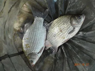 입석 낚시터10월27일 조황안내(토종댐붕어)