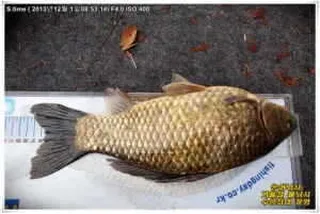 토종붕어 이쯤되어야~