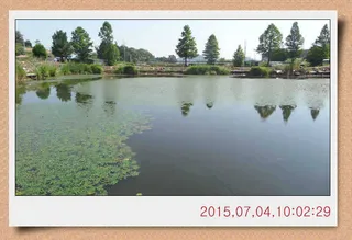 충남 아산 월선낚시터 7월 4일자 스케치