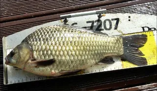 18.05.24 송전지 서울집 조황