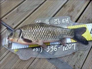 18.04.24 송전지 서울집 조황