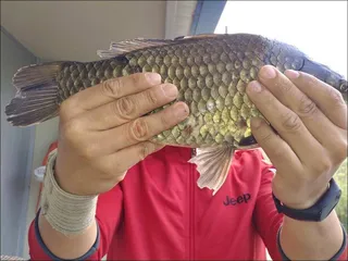 18.05.03 송전지 서울집 조황