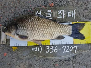 18.04.21 송전지 서울집 조황