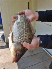 18.04.28 송전지 서울집 조황