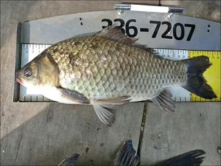 18.04.30 송전지 서울집조황