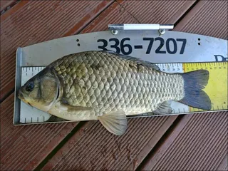 18.05.01 송전지 서울집 조황