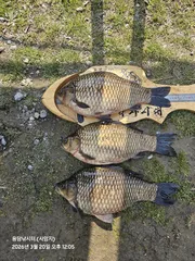  용담낚시터/사암지 대물사짜붕어 및 월척방류~