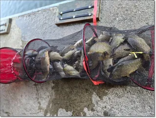 2026년 개장안내 및 조황소식