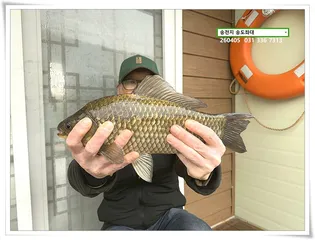 청명에 4짜, 송전지 송도좌대 조황.