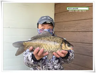 이어진 산란, 송전지 송도좌대 조황.