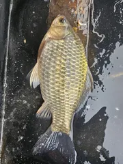 당진 가교리 낚시터 3월 13일 조황입니다