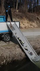 붕어방류 와 조황입니다